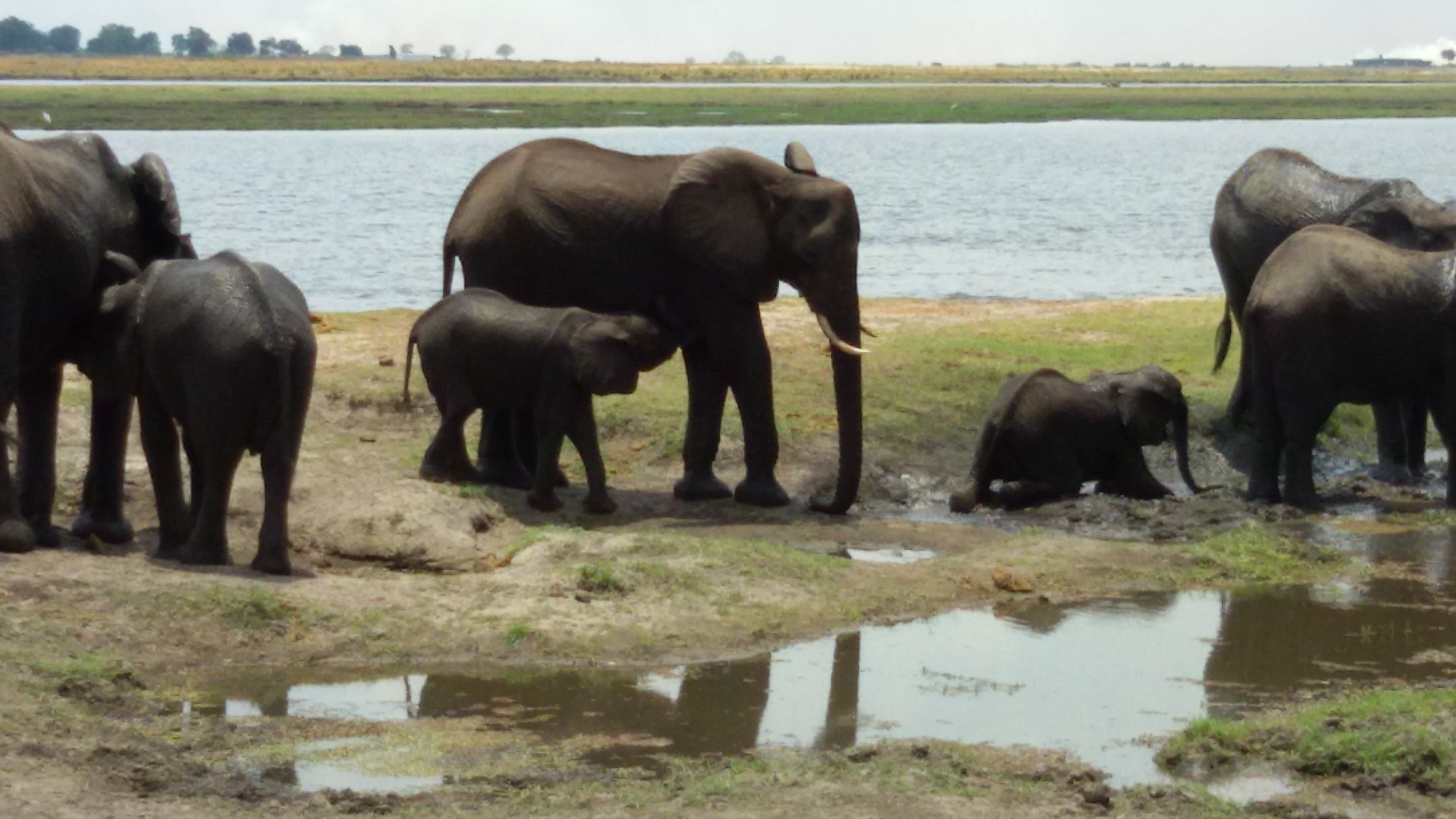 Afrikas Elefanten Paradies: Chobe Nationalpark in Botswana