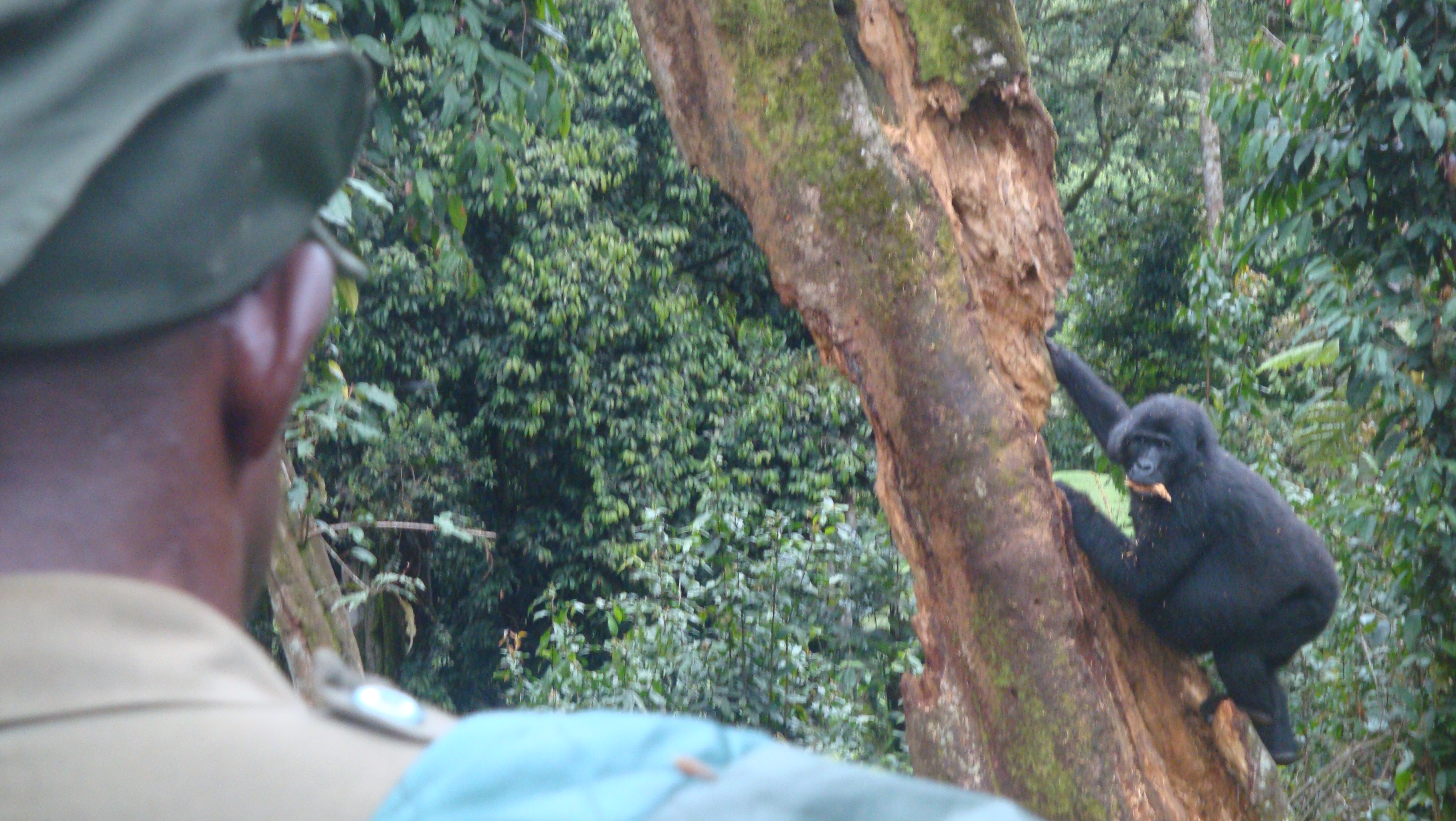 Berggorilla Trekking im Bwindi Wald in Uganda