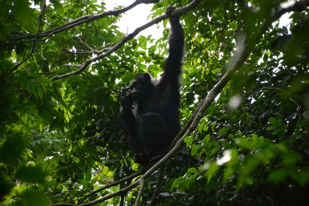 Schimpansen in Ugandas Queen Elizabeth Naationalpark - Danke, Nicole!