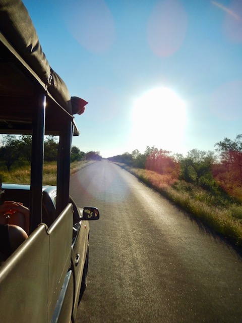 Safari in Südafrika - auf Tour im Kruger Park