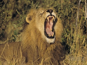 Geführte Zelt Rundreise ab Südafrika mit Kruger Nationalpark