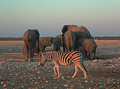 Kurzrundreise durch Namibia ab Windhoek mit Etosha Nationalpark