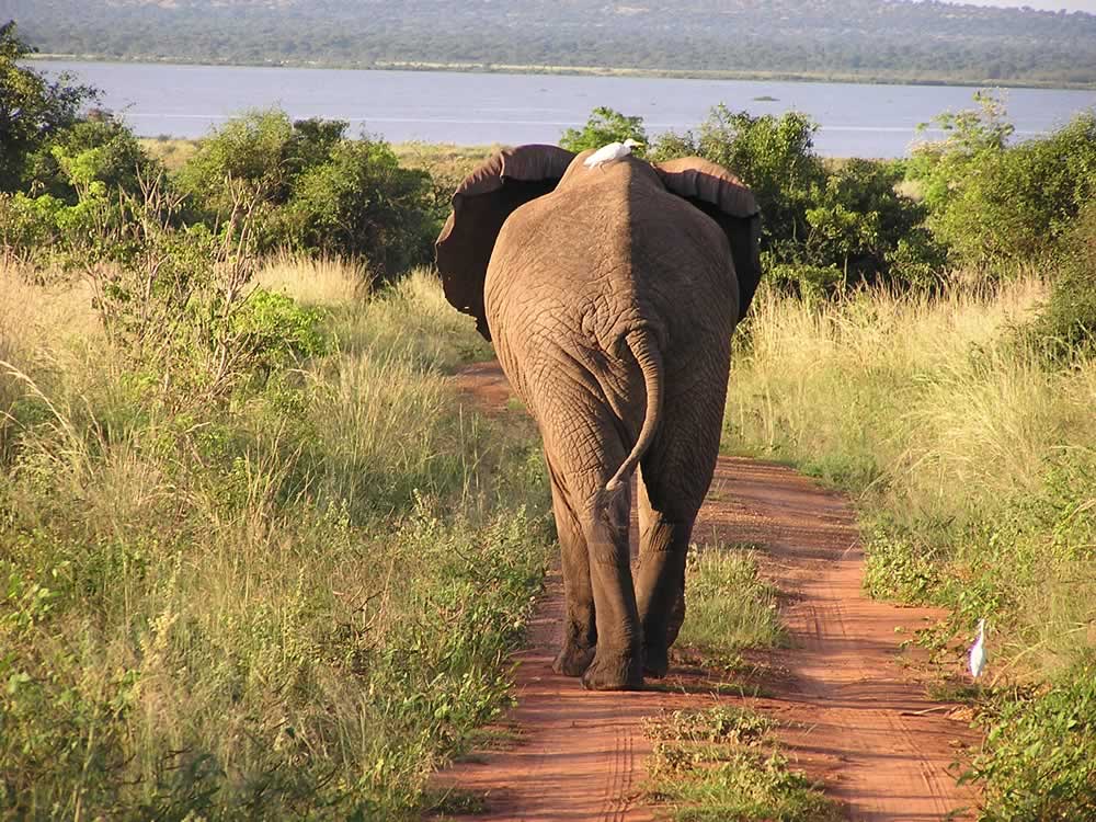 Afrika Abenteuerurlaub in Botswanas Wildlife Reservaten Savuti, Moremi und Chobe