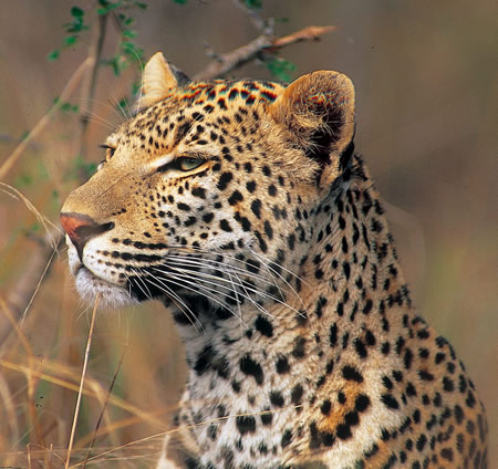 Geführte Gruppensafari zum Kruger Nationalpark in Südafrika