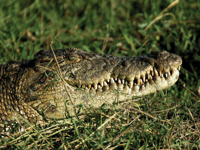 Botswana Safari als Rundreise ab Johannesburg in Südafrika