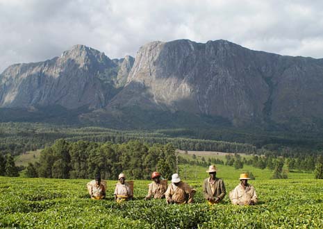 Malawis höchster Berg ruft: Mount Mulanje im Süden mit Teeplantagen