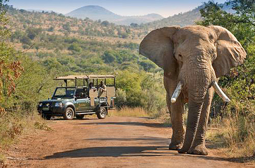 Pilanesberg - Safari Alternative zu Südafrikas Kruger Nationalpark