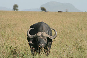 Tansanias Tarangire Park - Afrika Safari mit Büffel