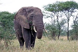 Afrika Safari in Tansania mit Elefanten