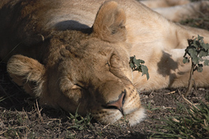 Urlaub in Afrika - mit Löwin in Tansania
