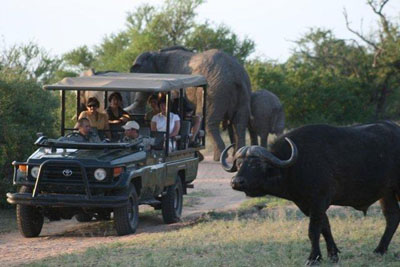 Pirschfahrt mit Büffel: Greater Kruger Nationalpark in Südafrika