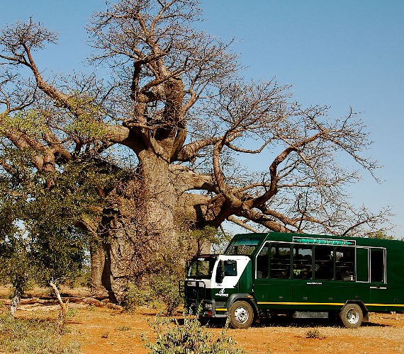 Affenbrotbäume am Straßenrand - Afrika Safari durch Simbabwe