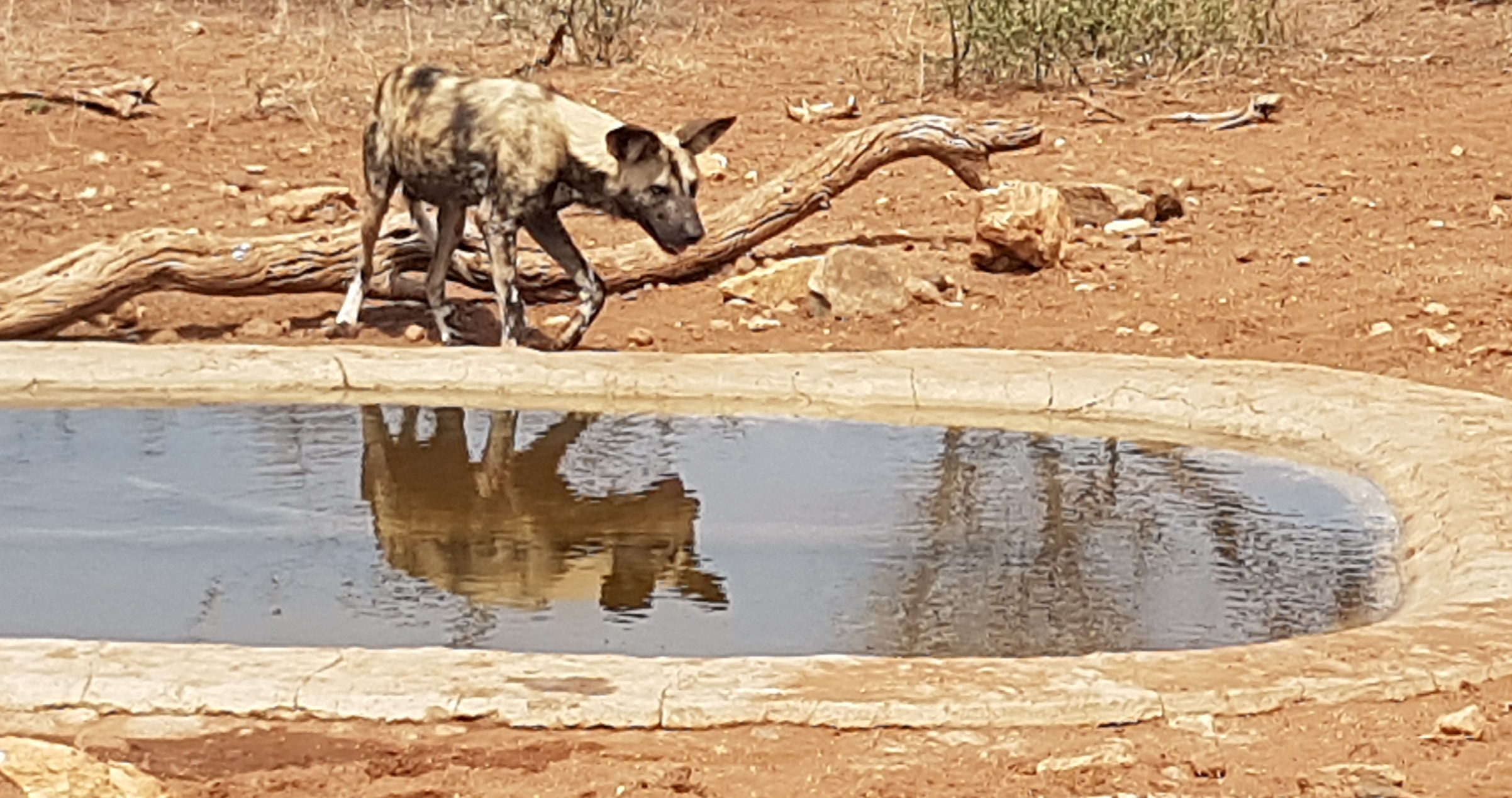 Wildhunde am Wasserloch - Auf Patrouille im Balule Nature Reserve in Südafrika auf Freiwilligen Arbeit