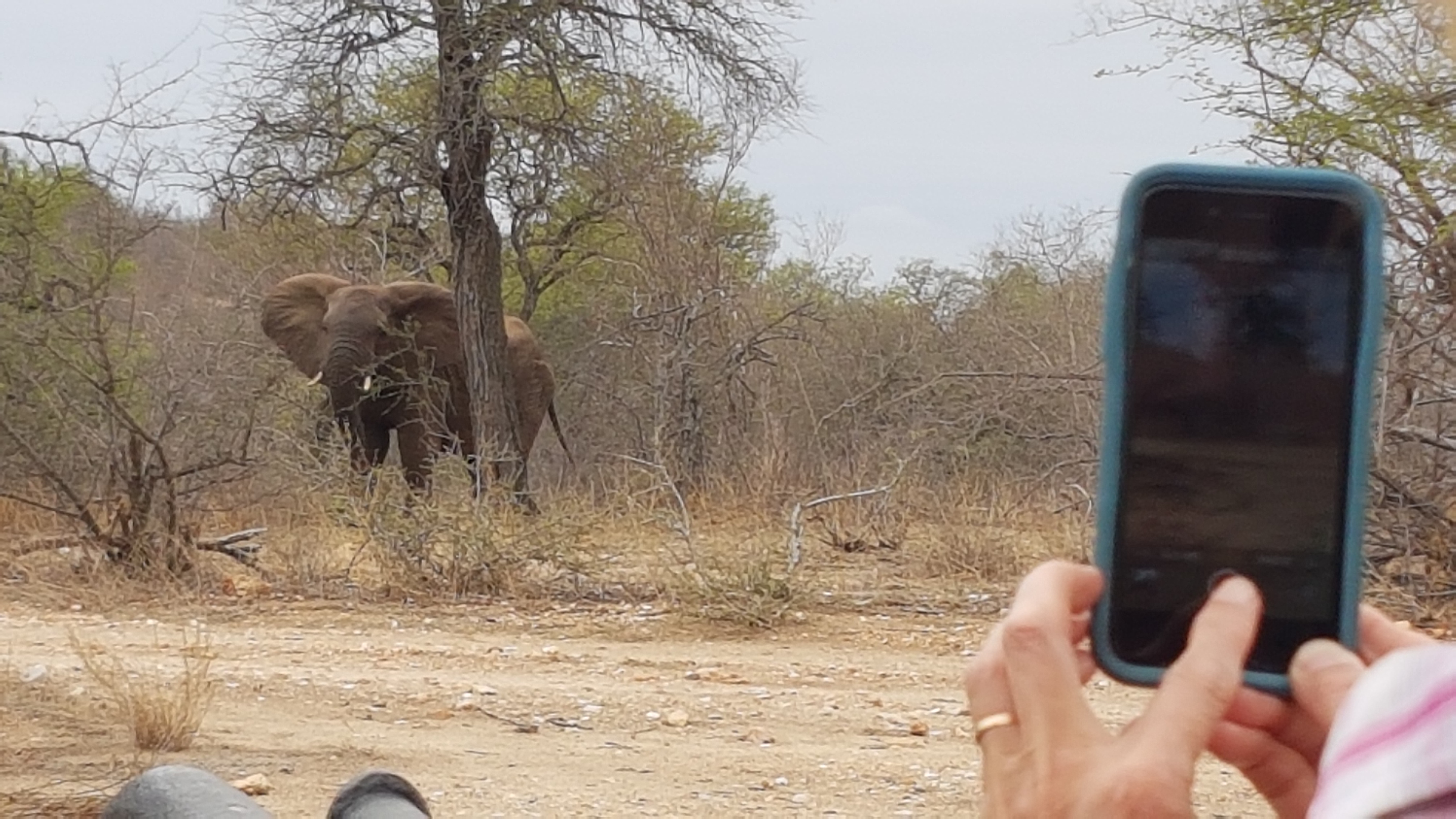Safari in Südafrika: Elefant im Busch Camp im Kruger Park