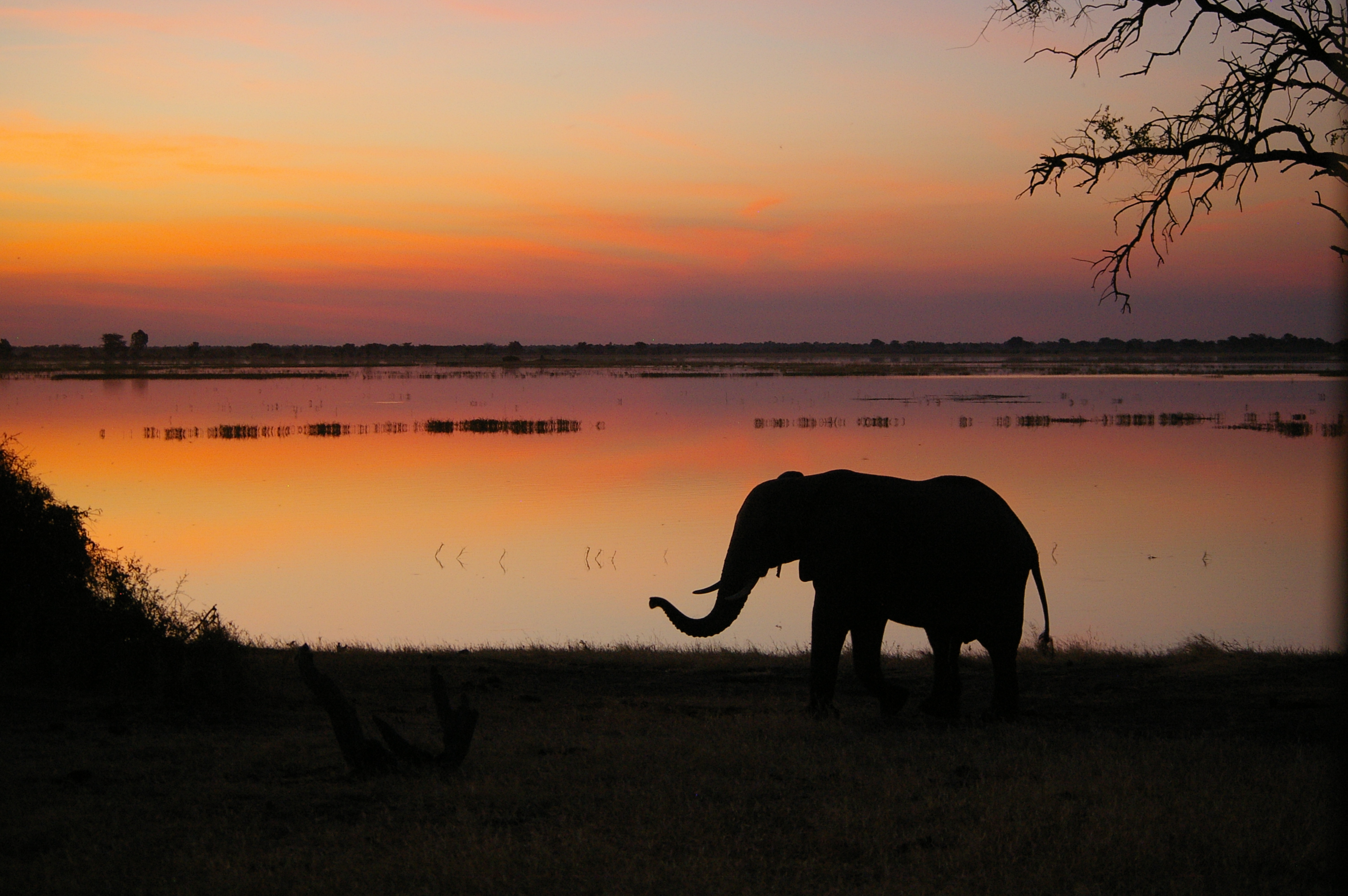 Haimos Foto von einem afrikanischen Elefant am Abend