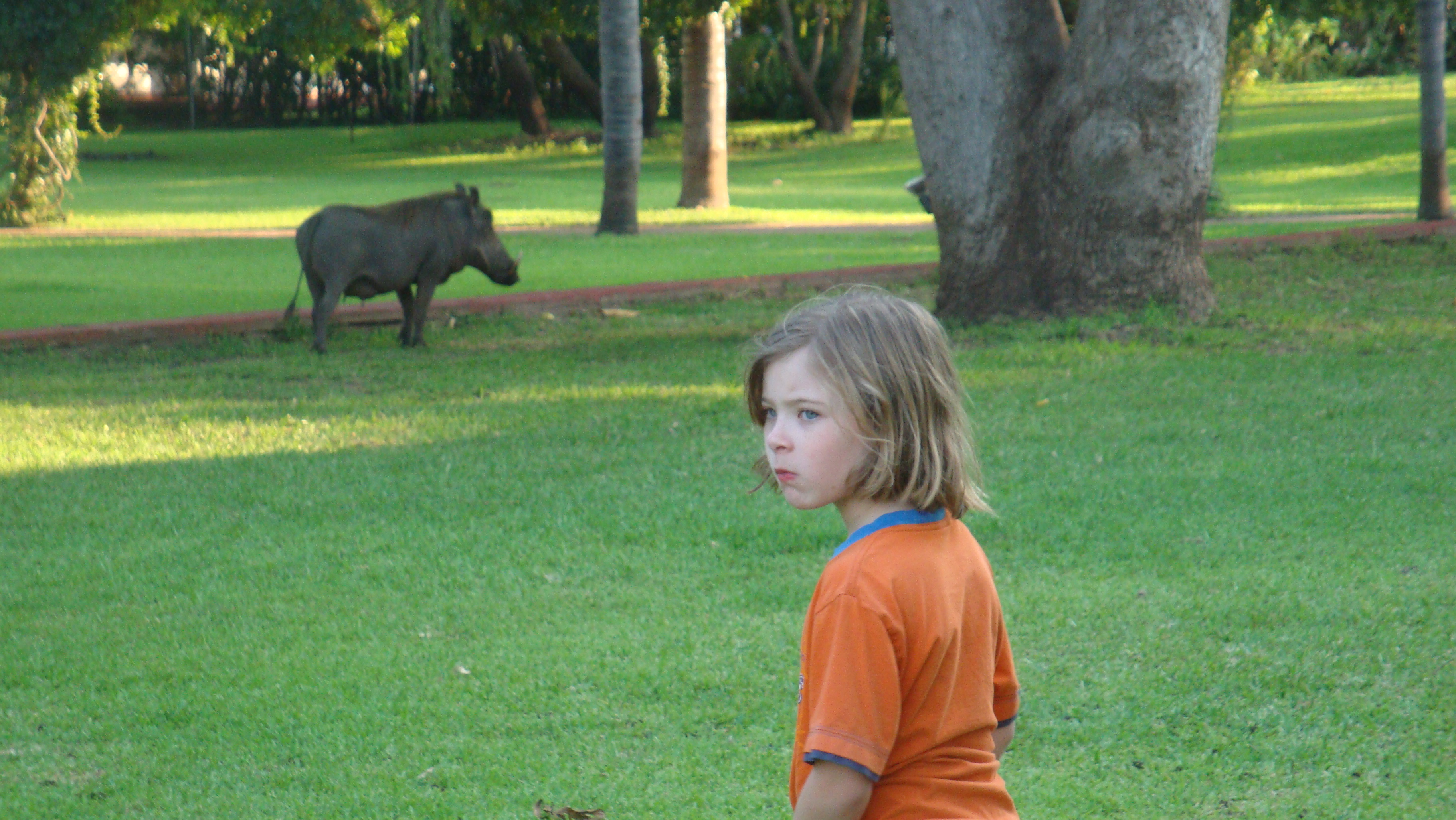 Warzenschwein im Garten des Victoria Falls Hotels in Simbabwe