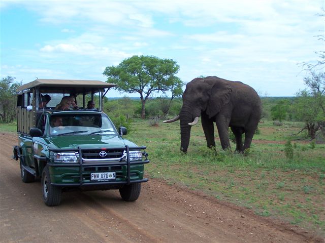 Wildlife Pirsch in Südafrika im offenen Safarifahrzeug