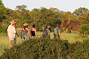 Wander Safaris im Greater Kruger National Park mit Luxus Übernachtung