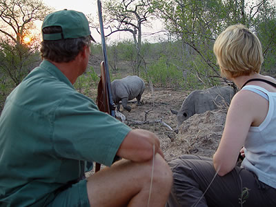 Wildlife im Greater Kruger National Park: Pirsch ab Rhino Post Safari Lodge, Südafrika