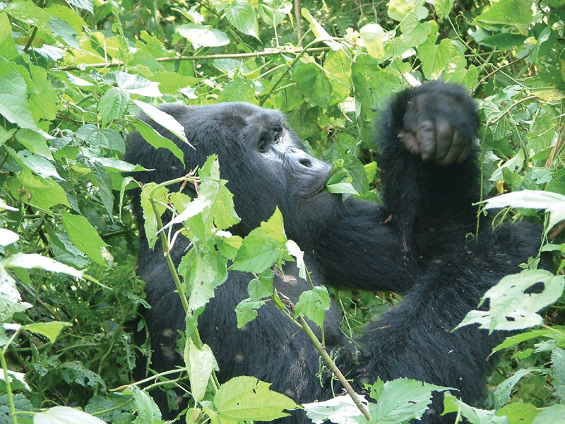 Uganda Camping Safari zu den Berg Gorillas