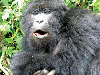 Gorillas in Ostafrika: Camping Safari durch Kenia und Uganda