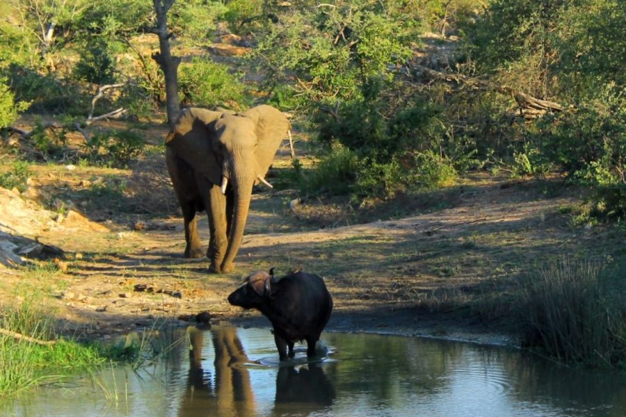 Safari in Südafrika - Büffel und Elefant im Krüger Park