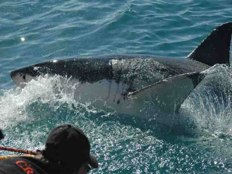 Tauchsafari in Afrika: Südafrika und Mosambik mit Haien, Walen und Rochen