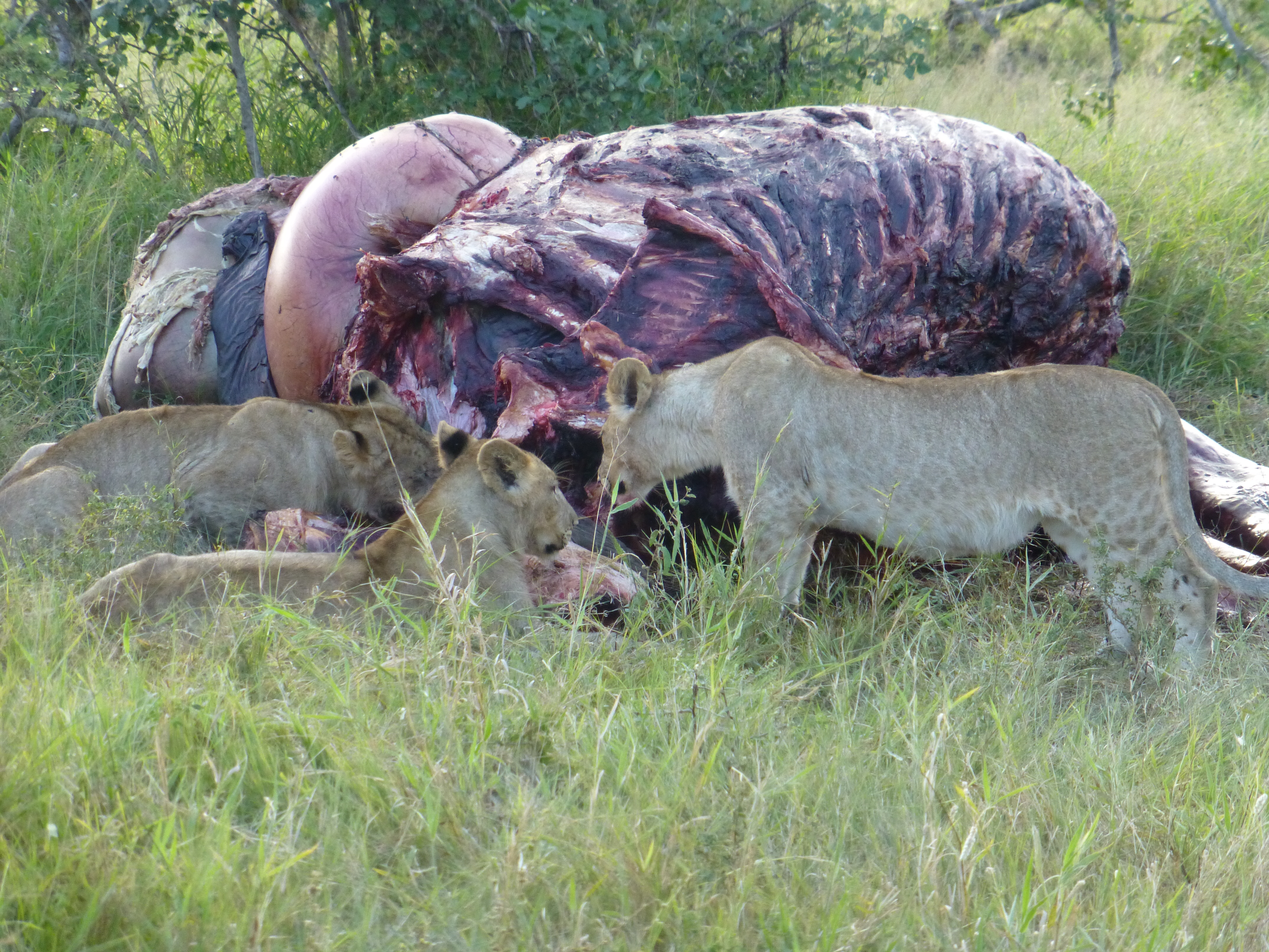 SafariScout Kundin hat Löwen beim Festmahl im Kruger Park beobachtet