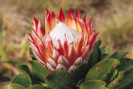 Tagestour um Kapstadt: Protea im Harold Porter Botanischen Garten