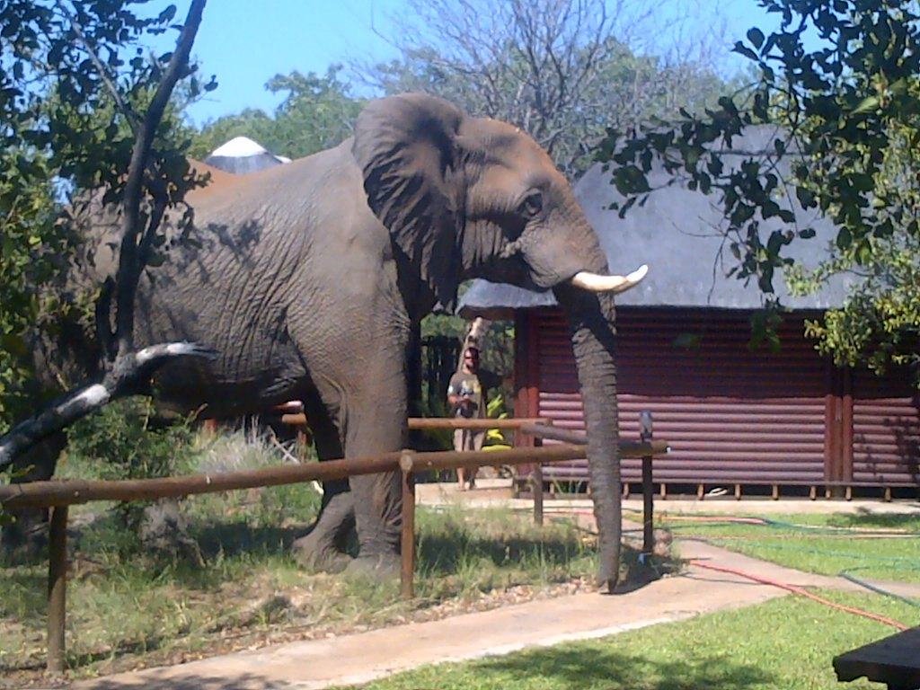 Hoher Besuch in Afrika: Elefant im Busch Camp im Krüger Park