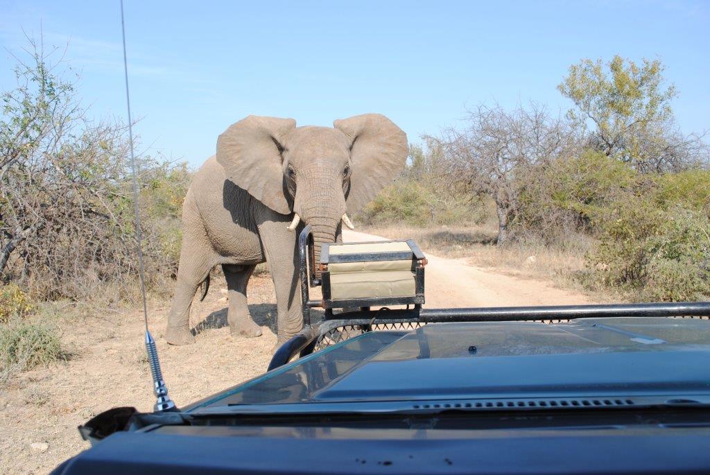 Safari in Südafrikas Greater Kruger Nationalpark
