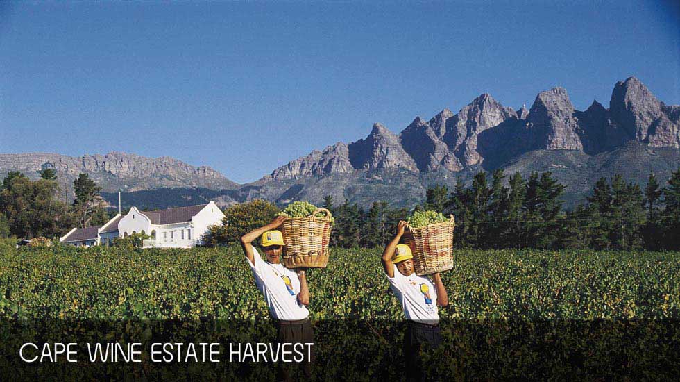 Tagestour ab Kapstadt rund um Südafrikas Wein